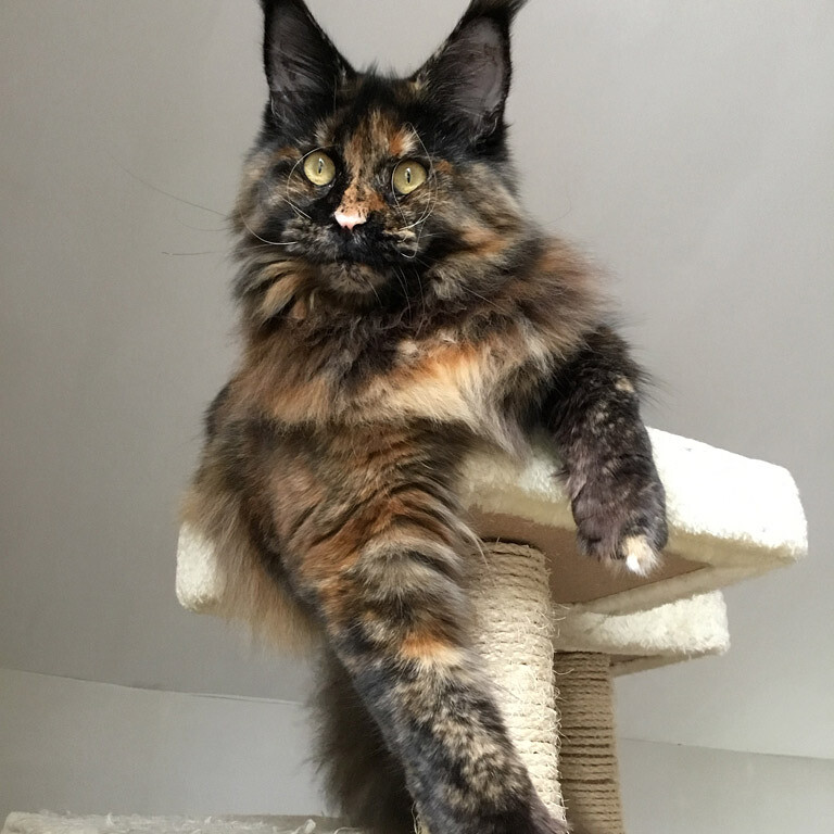 Кошка мейн-кун Barista StarPaws, окрас f
