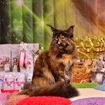 Кошка мейн-кун Barista StarPaws, окрас f