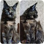 Кошка мейн-кун Barista StarPaws, окрас f