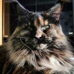 Кошка мейн-кун Barista StarPaws, окрас f