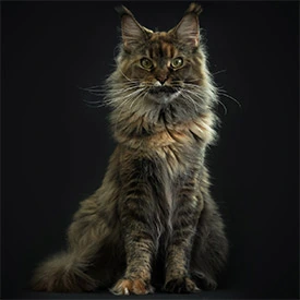 Кошка мейн-кун Bella StarPaws, окрас f 25