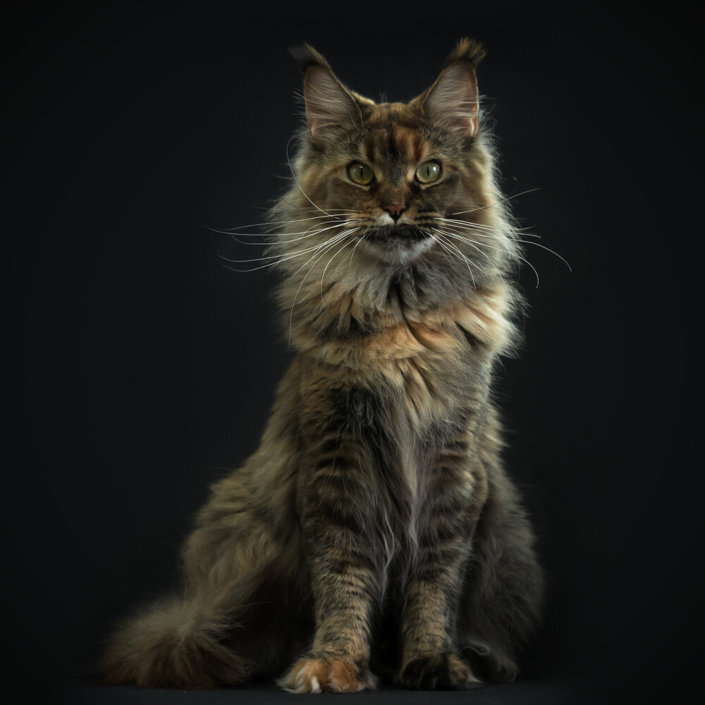 Кошка мейн-кун Bella StarPaws, окрас f 25
