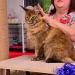 Кошка мейн-кун Bella StarPaws, окрас f 25
