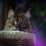 Кошка мейн-кун Bella StarPaws, окрас f 25