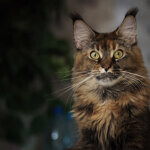 Кошка мейн-кун Bella StarPaws, окрас f 25