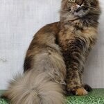Кошка мейн-кун Bella StarPaws, окрас f 25