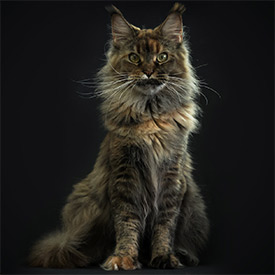 Кошка мейн-кун Bella StarPaws, окрас f 25