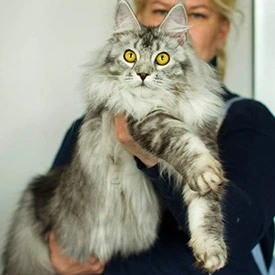 Кошка мейн-кун Cassandra StarPaws, окрас ns 25