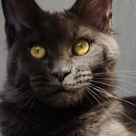 Кошка мейн-кун Chelsy StarPaws, окрас a