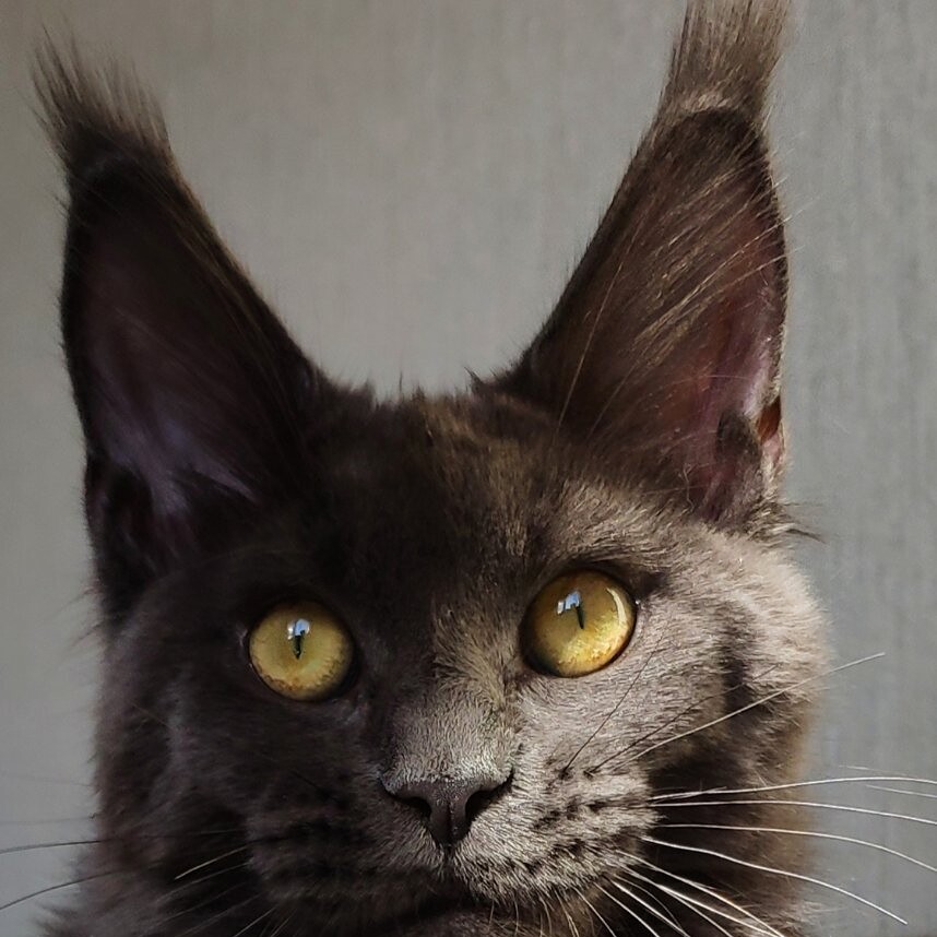Кошка мейн-кун Chelsy StarPaws, окрас a