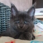Кошка мейн-кун Chelsy StarPaws, окрас a