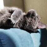 Кошка мейн-кун Chelsy StarPaws, окрас a