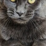 Кошка мейн-кун Chelsy StarPaws, окрас a