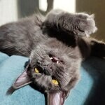 Кошка мейн-кун Chelsy StarPaws, окрас a