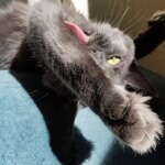 Кошка мейн-кун Chelsy StarPaws, окрас a