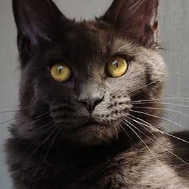 Кошка мейн-кун Chelsy StarPaws, окрас a