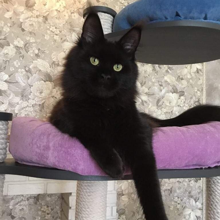 Кошка мейн-кун Clara StarPaws, окрас n
