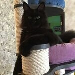 Кошка мейн-кун Clara StarPaws, окрас n