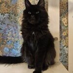 Кошка мейн-кун Clara StarPaws, окрас n