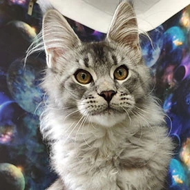 Кошка мейн-кун Danaya StarPaws, окрас fs 22