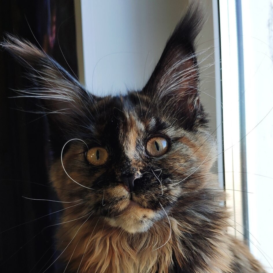 Кошка мейн-кун Elisa StarPaws, окрас f