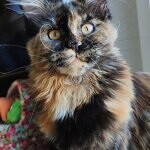 Кошка мейн-кун Elisa StarPaws, окрас f