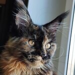 Кошка мейн-кун Elisa StarPaws, окрас f