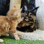 Кошка мейн-кун Elisa StarPaws, окрас f