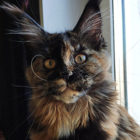 Кошка мейн-кун Elisa StarPaws, окрас f
