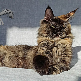 Кошка мейн-кун Ema StarPaws, окрас f