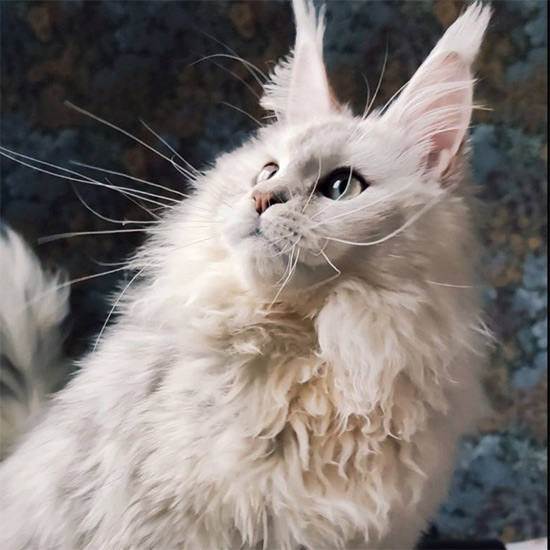 Кошка мейн-кун Eva StarPaws, окрас fs 11