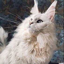 Кошка мейн-кун Eva StarPaws, окрас fs 11