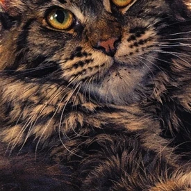 Кошка мейн-кун Harmony StarPaws, окрас n 22