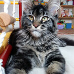Кошка мейн-кун Harmony StarPaws, окрас n 22