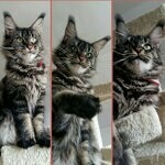Кошка мейн-кун Harmony StarPaws, окрас n 22
