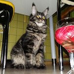 Кошка мейн-кун Harmony StarPaws, окрас n 22