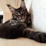 Кошка мейн-кун Harmony StarPaws, окрас n 22