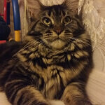 Кошка мейн-кун Harmony StarPaws, окрас n 22
