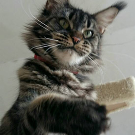 Кошка мейн-кун Harmony StarPaws, окрас n 22