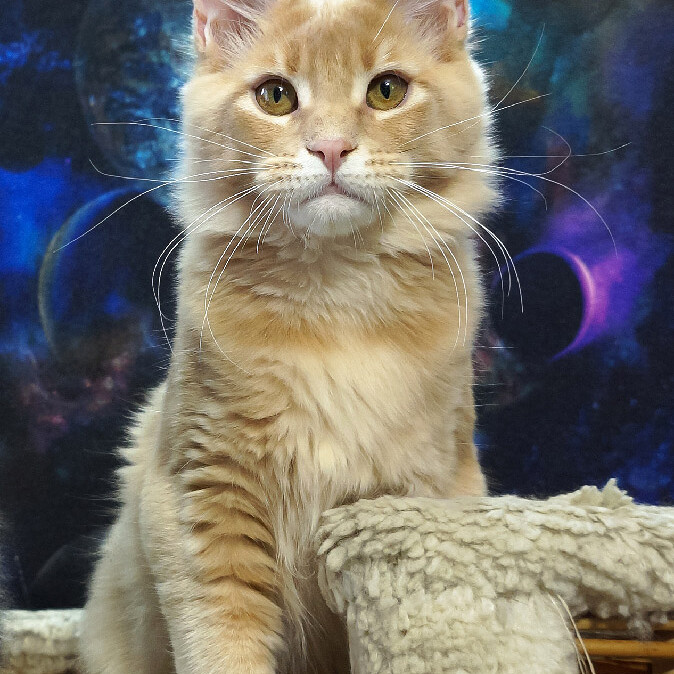 Кошка мейн-кун Kira StarPaws, окрас e 25