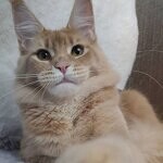 Кошка мейн-кун Kira StarPaws, окрас e 25