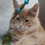 Кошка мейн-кун Kira StarPaws, окрас e 25