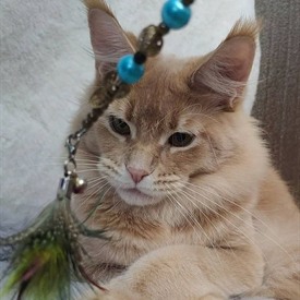Кошка мейн-кун Kira StarPaws, окрас e 25