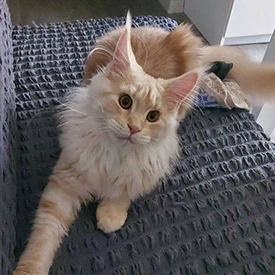 Кошка мейн-кун Lenka StarPaws, окрас ds