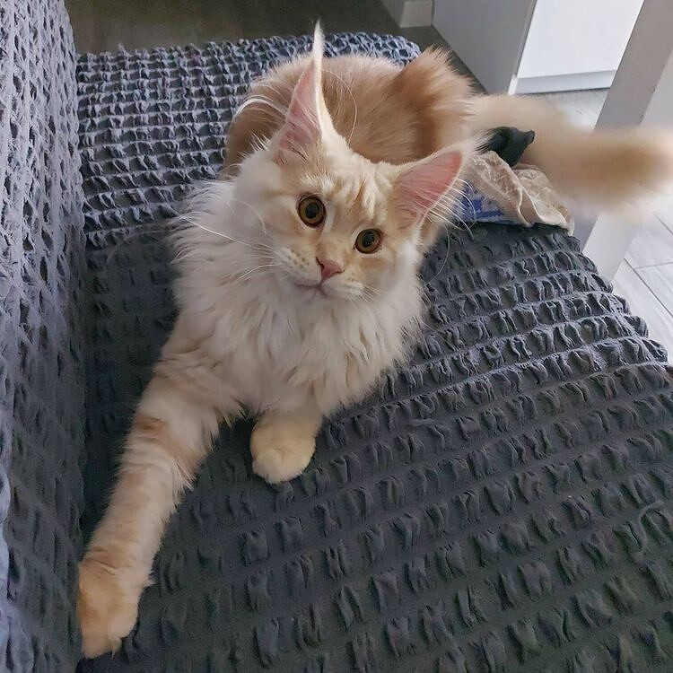 Кошка мейн-кун Lenka StarPaws, окрас ds