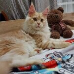 Кошка мейн-кун Lenka StarPaws, окрас ds
