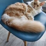 Кошка мейн-кун Lenka StarPaws, окрас ds