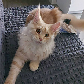 Кошка мейн-кун Lenka StarPaws, окрас ds