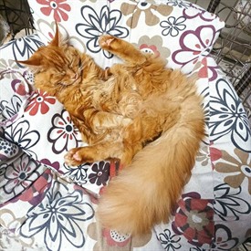 Кошка мейн-кун Nika StarPaws, окрас ds 22