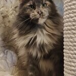 Кошка мейн-кун Treasure StarPaws, окрас gs